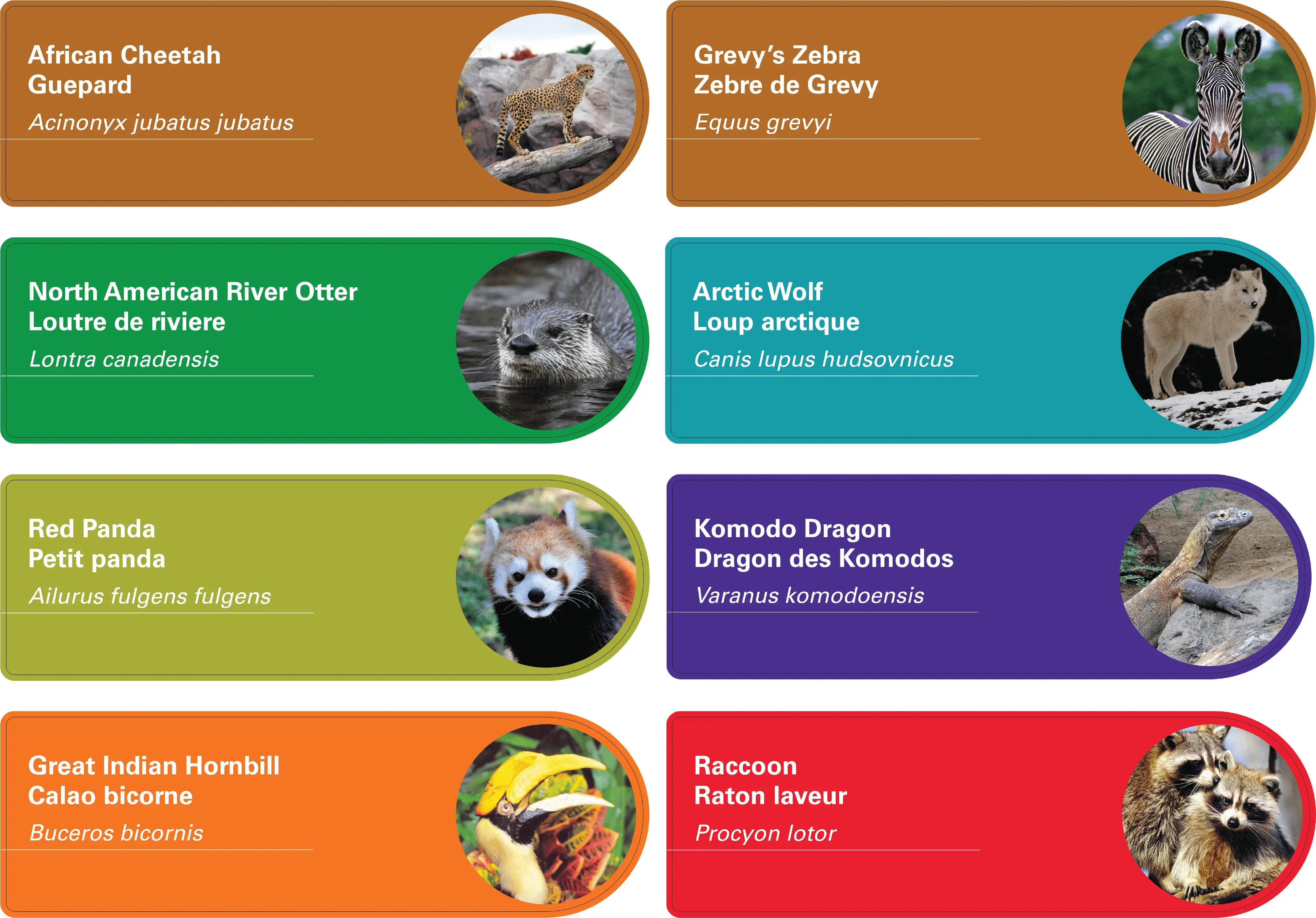 Array of several CBlades for animals of the different areas at the Toronto Zoo. From Top Left: African Cheetah, Grevy's Zebra, North American River Otter, Arctic Wolf, Red Panda, Komodo Dragon, Great Indian Hornbill, and Raccoon