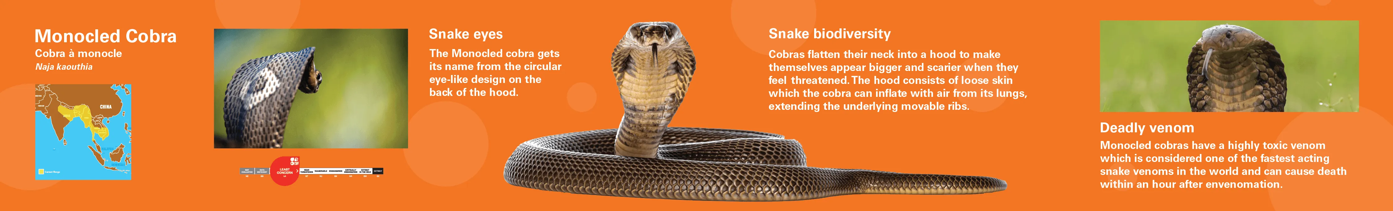 Monocled Cobra Lightbox Sign